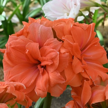 Hippeastrum 'Coral Belle'® 
