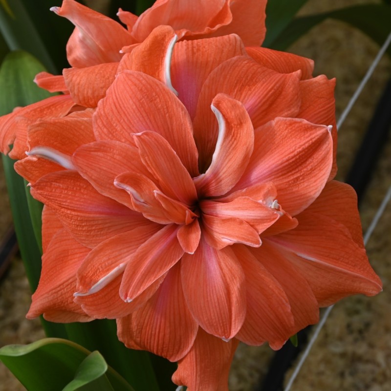 Hippeastrum 'Coral Belle'® 