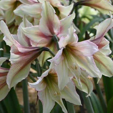 Hippeastrum 'Green Magic'