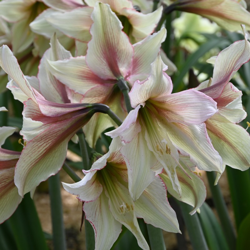 Hippeastrum 'Green Magic'