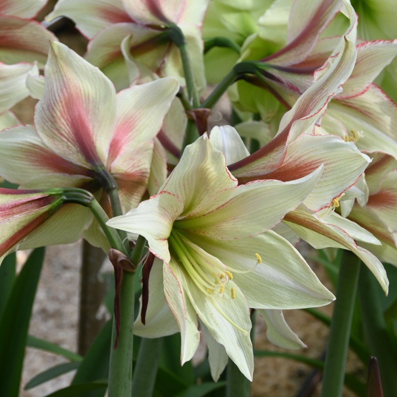 Hippeastrum 'Green Magic'