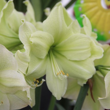 Hippeastrum 'Luna'