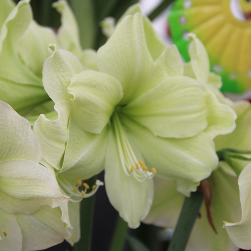 Hippeastrum 'Luna'