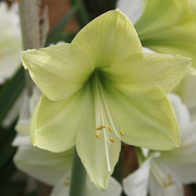 Hippeastrum 'Luna'