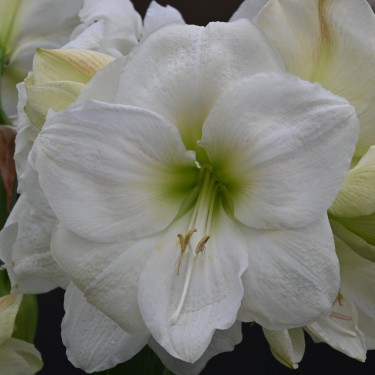 Hippeastrum 'Moscow'