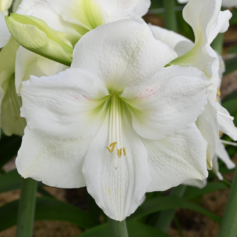 Hippeastrum 'Moscow'