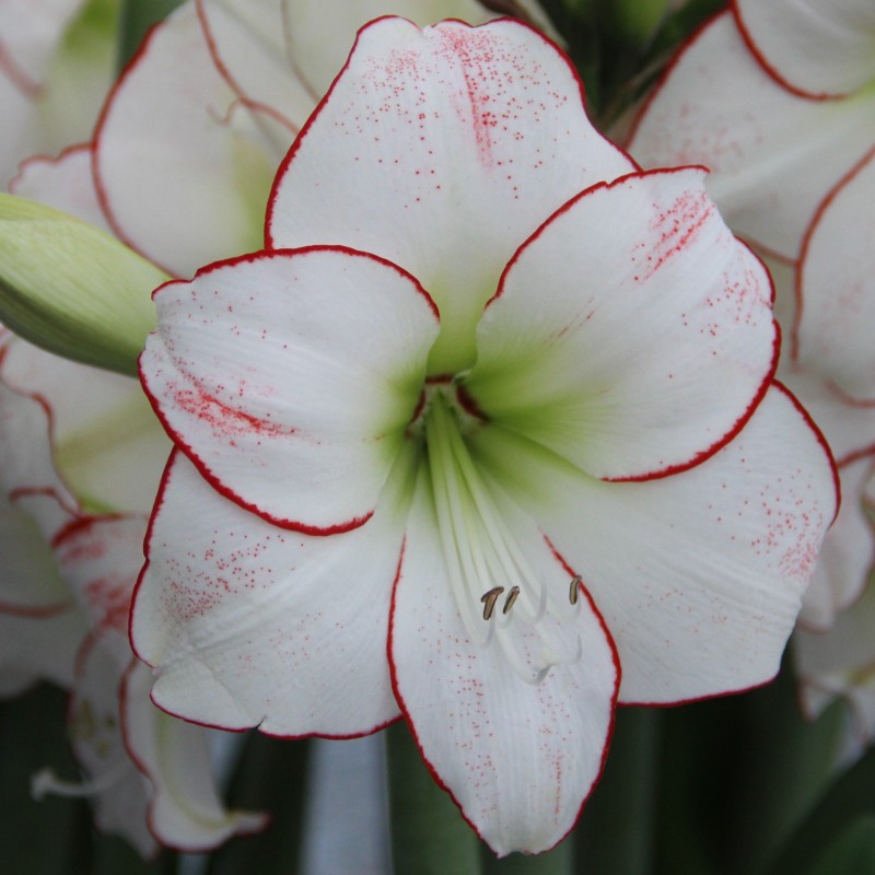 Hippeastrum 'Picotée Red Lining'