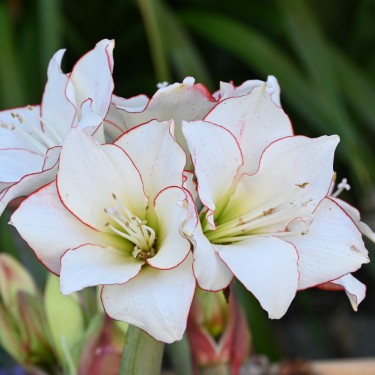 Hippeastrum 'Picotée Red Lining'
