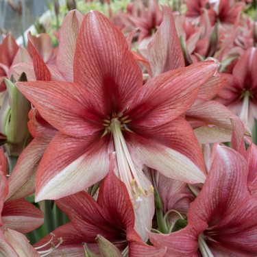 Hippeastrum 'Pink Amazone' ®