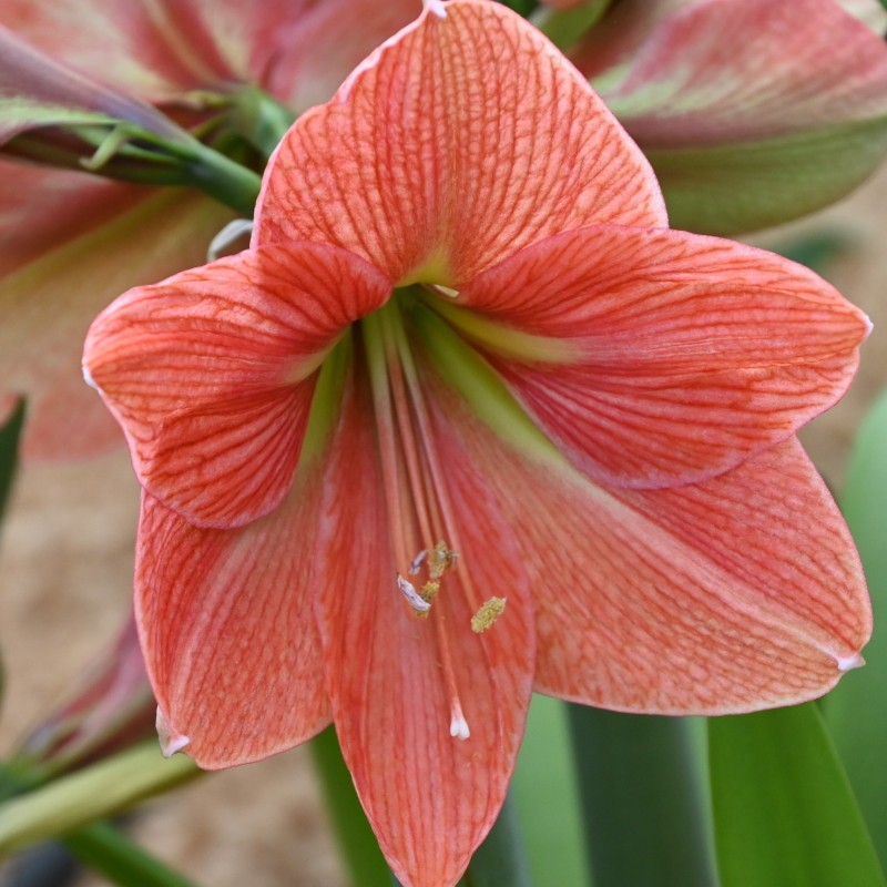 Hippeastrum 'Terra Cotta Star'®