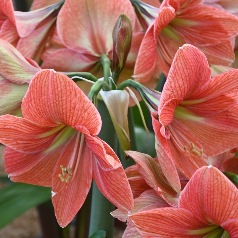 Hippeastrum 'Terra Cotta Star'®