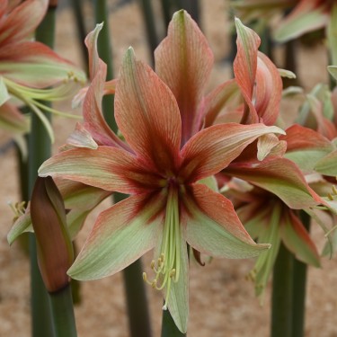 Hippeastrum 'Wild Amazone' ®