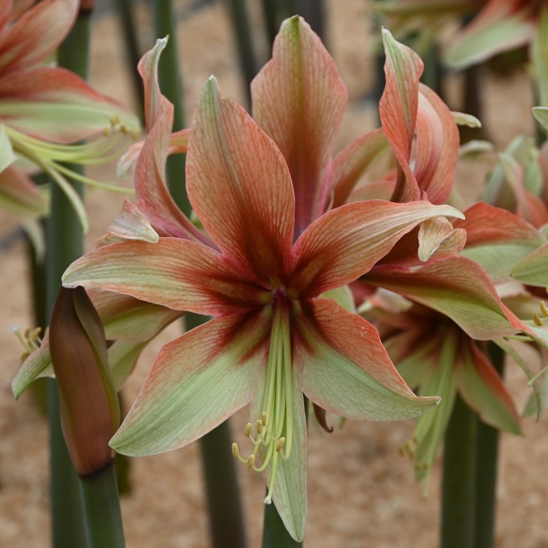 Hippeastrum 'Wild Amazone' ®