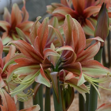 Hippeastrum 'Wild Amazone' ®
