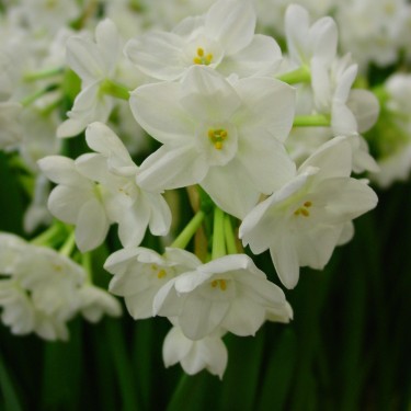 Narcissus 'Paperwhite Inbal' 