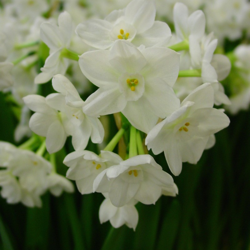 Narcissus 'Paperwhite Inbal' 