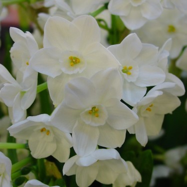 Narcissus 'Paperwhite Inbal' 