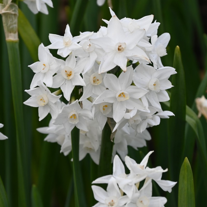 Narcissus tazetta 'Paperwhite Ziva' 
