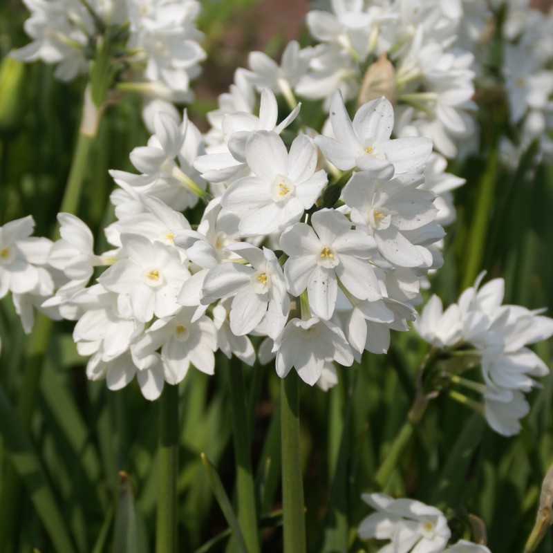 Narcissus tazetta 'Paperwhite Ziva' 