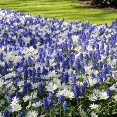 Anemone blanda 'White Splendour' met Muscari aucheri 'Blue Magic'