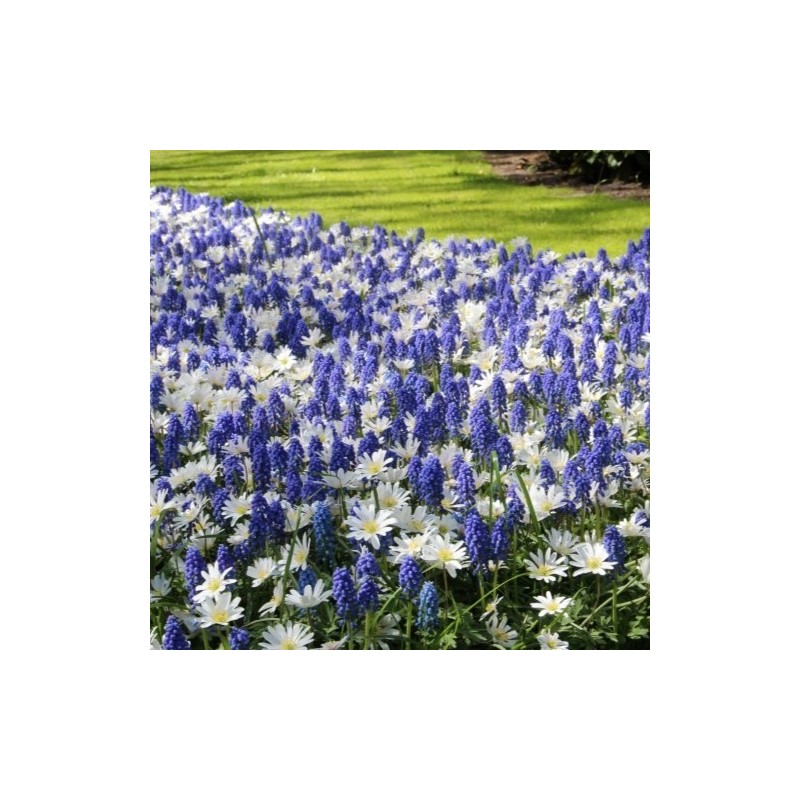 Anemone blanda 'White Splendour' met Muscari aucheri 'Blue Magic'