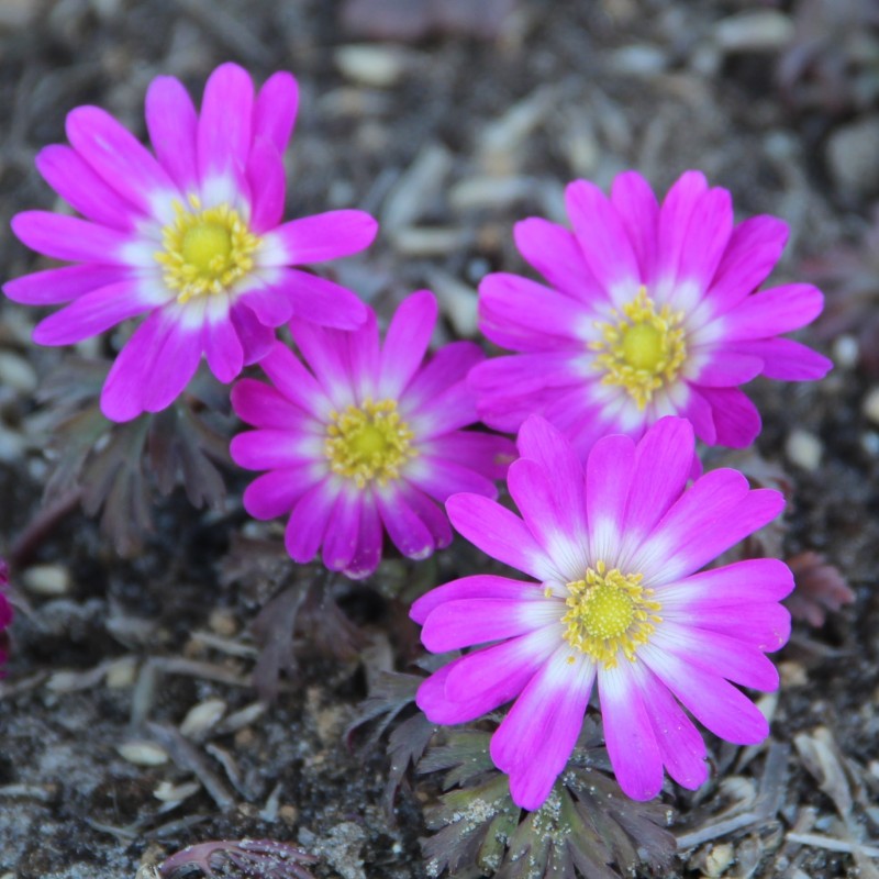Anemone blanda 'Radar'