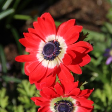 Anemone coronaria 'Governor'