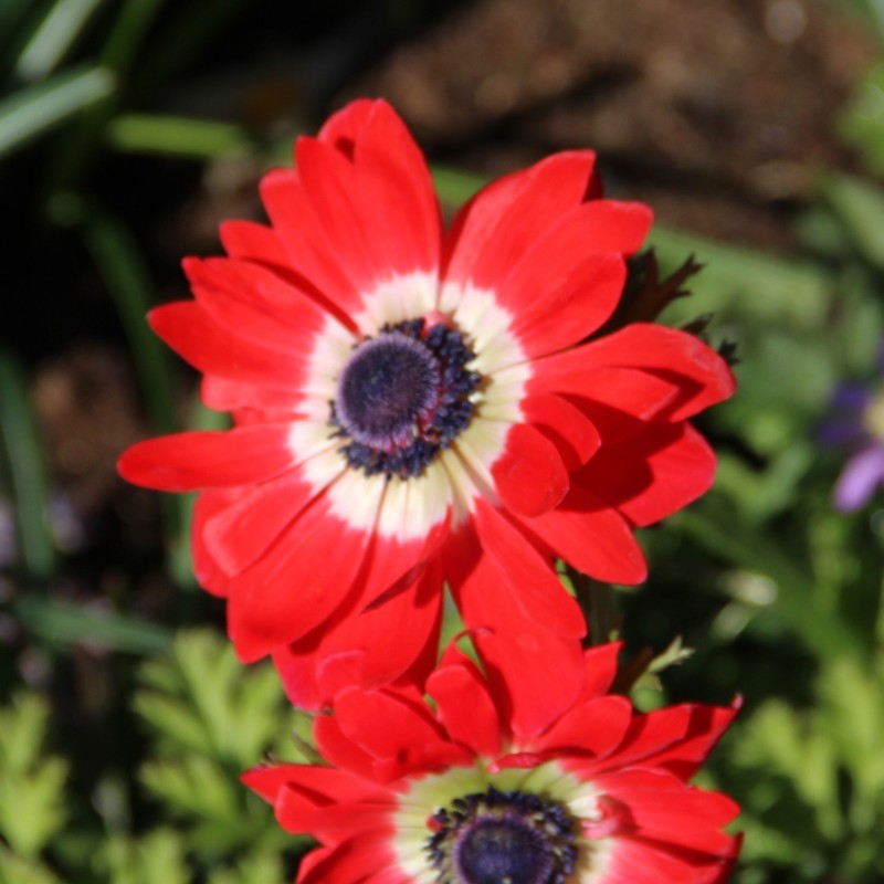 Anemone coronaria 'Governor'