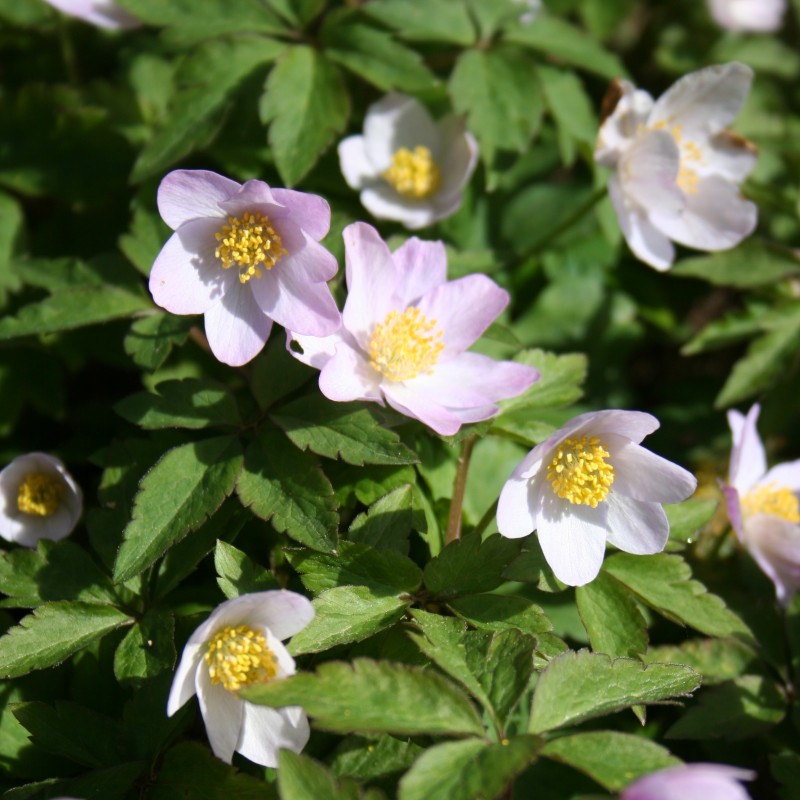 Anemone nemorosa 'Allenii'