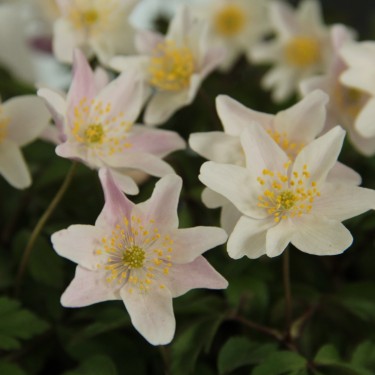 Anemone nemorosa 'Frühlingsfee'