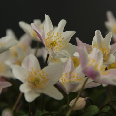 Anemone nemorosa 'Frühlingsfee'