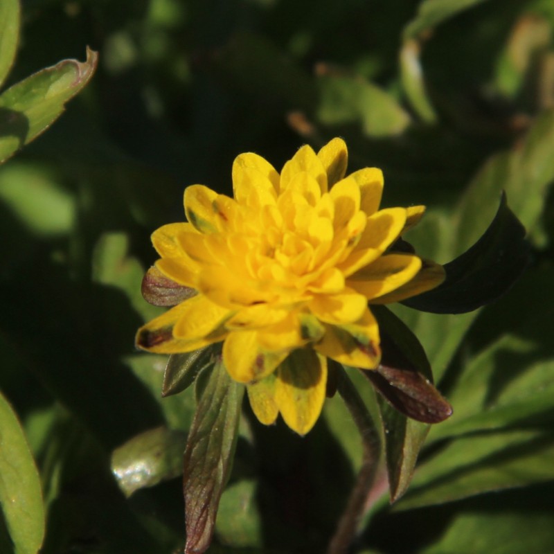 Anemone ranunculoides 'Pleniflora'