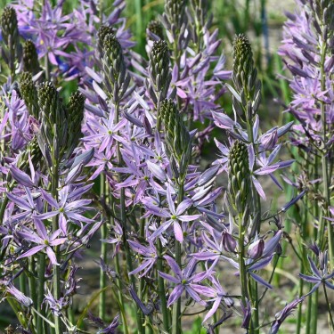 Camassia leichtlinii 'Aurora'