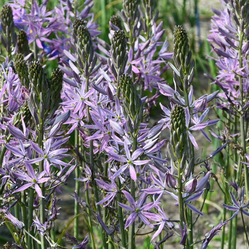 Camassia leichtlinii 'Aurora'