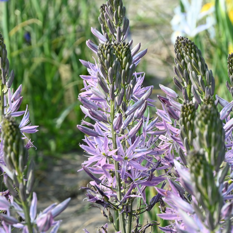 Camassia leichtlinii 'Aurora'