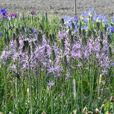 Camassia leichtlinii 'Aurora'
