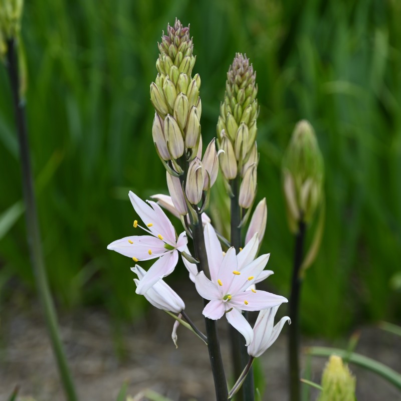 Camassia 'Pink Star'