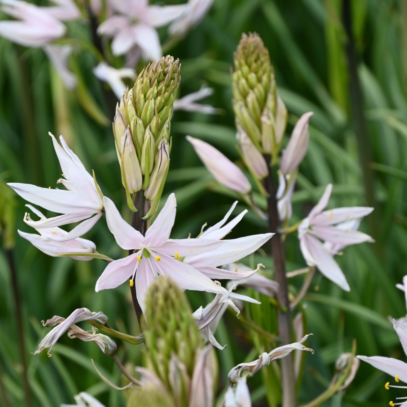 Camassia 'Pink Star'