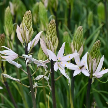 Camassia 'Pink Star'