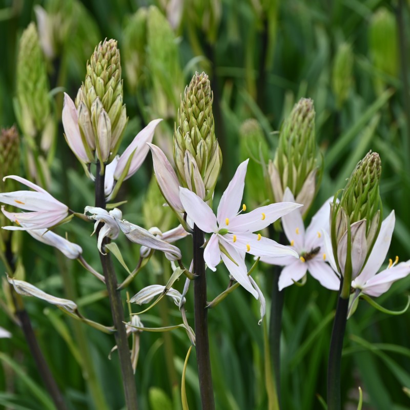 Camassia 'Pink Star'