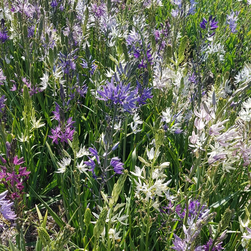 Camassia -Hybrids-