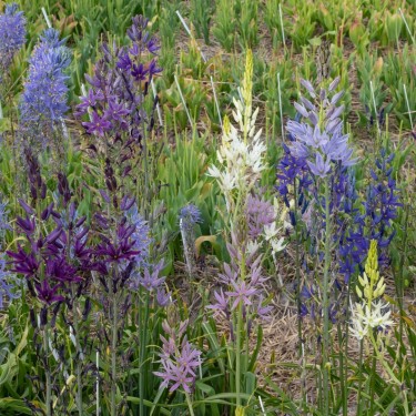 Camassia -Hybrids-
