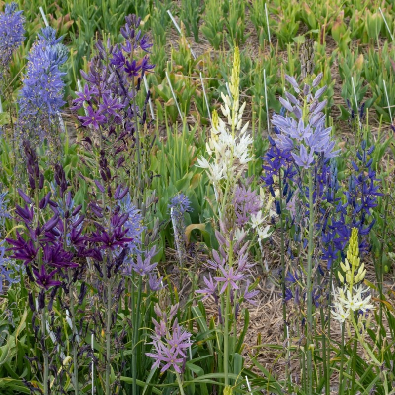 Camassia -Hybrids-