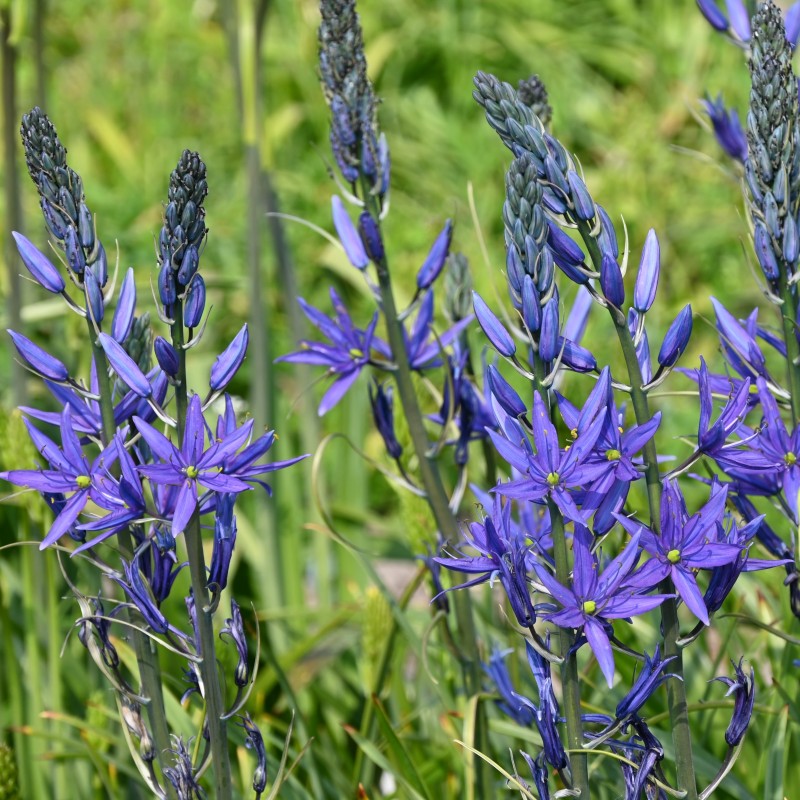 Camassia leichtlinii 'Maybelle' ®