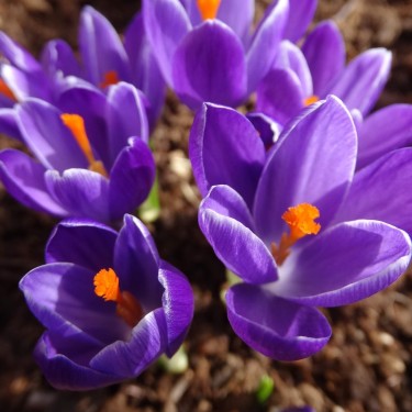 Crocus tommasinianus 'Lavender Night'
