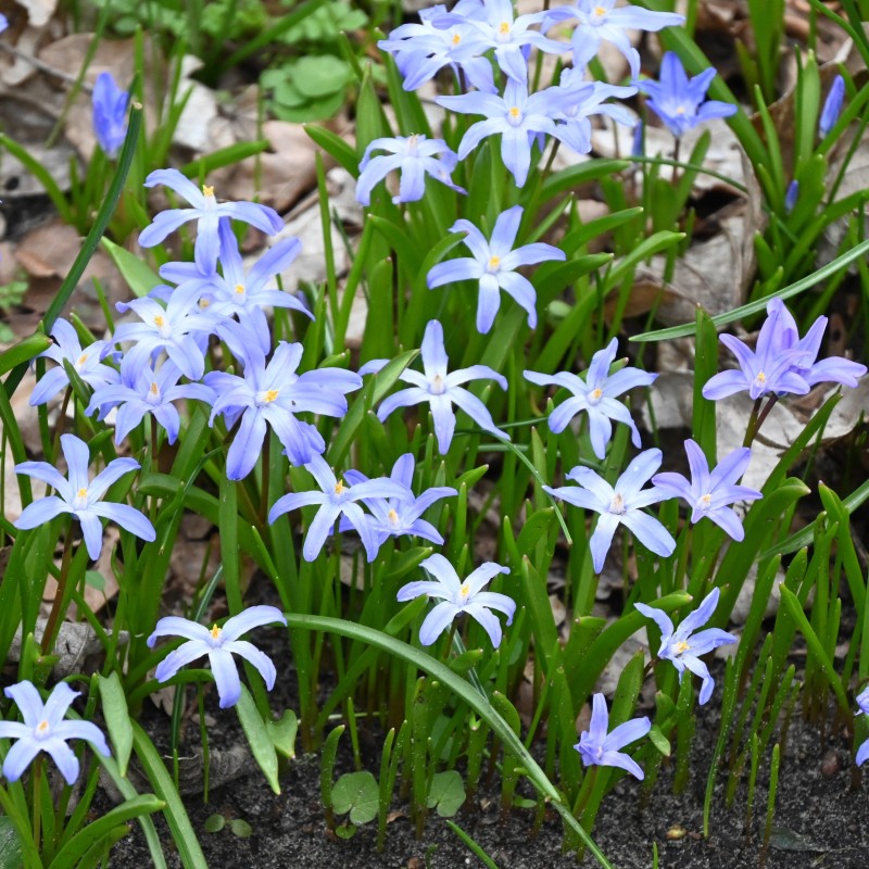 Chionodoxa luciliae