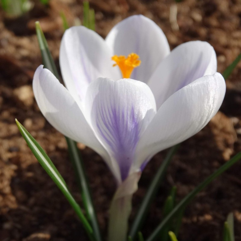 Crocus tommasinianus 'Tundra'