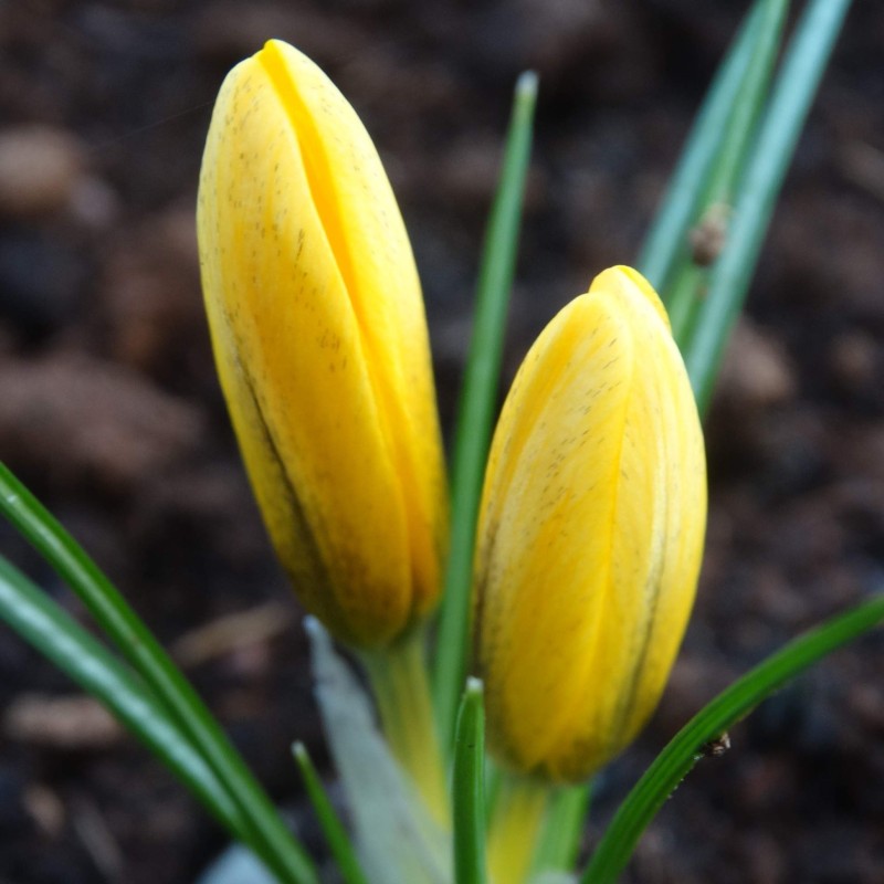 Crocus korolkowii 'Lemon Queen'