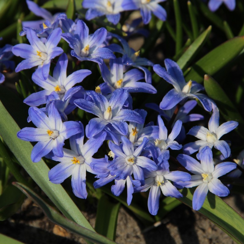 Chionodoxa siehei