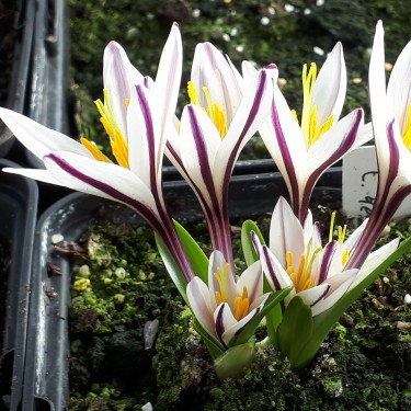 Colchicum kesselringii